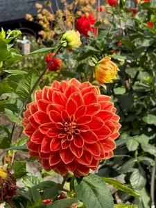 Orange bloom