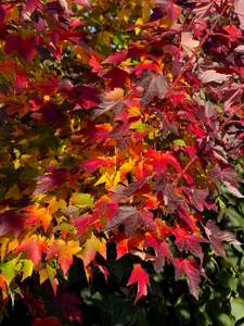 Vibrancy